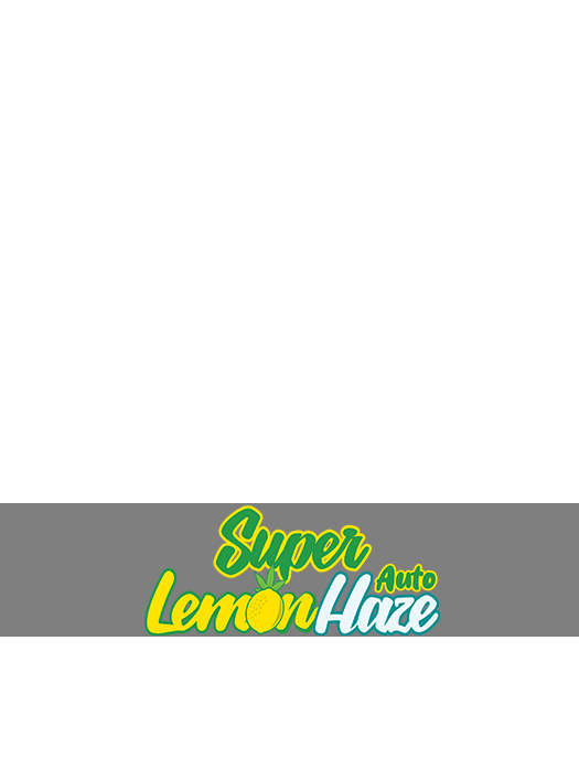 Super Lemon Haze Auto