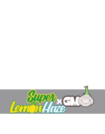 Super Lemon Haze x GMO