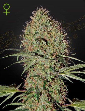 Super Bud Auto (Feminised)