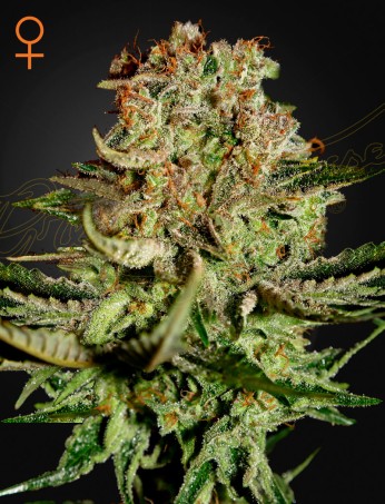 Super Bud