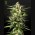 Jack Herer Auto (Feminised)