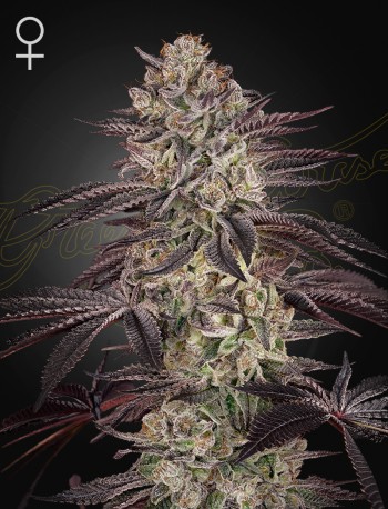Biscotti x Gelato #41 Auto